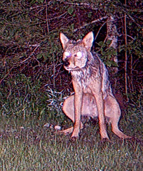 Coyote_070210_0322hrs.jpg - No privacy